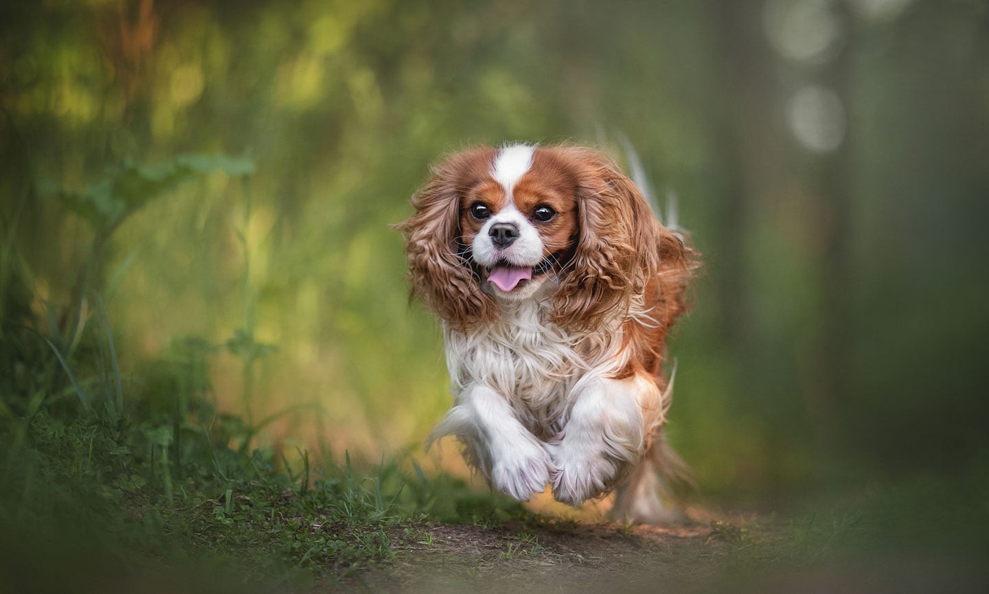 Cavalier King Charles Spaniel
