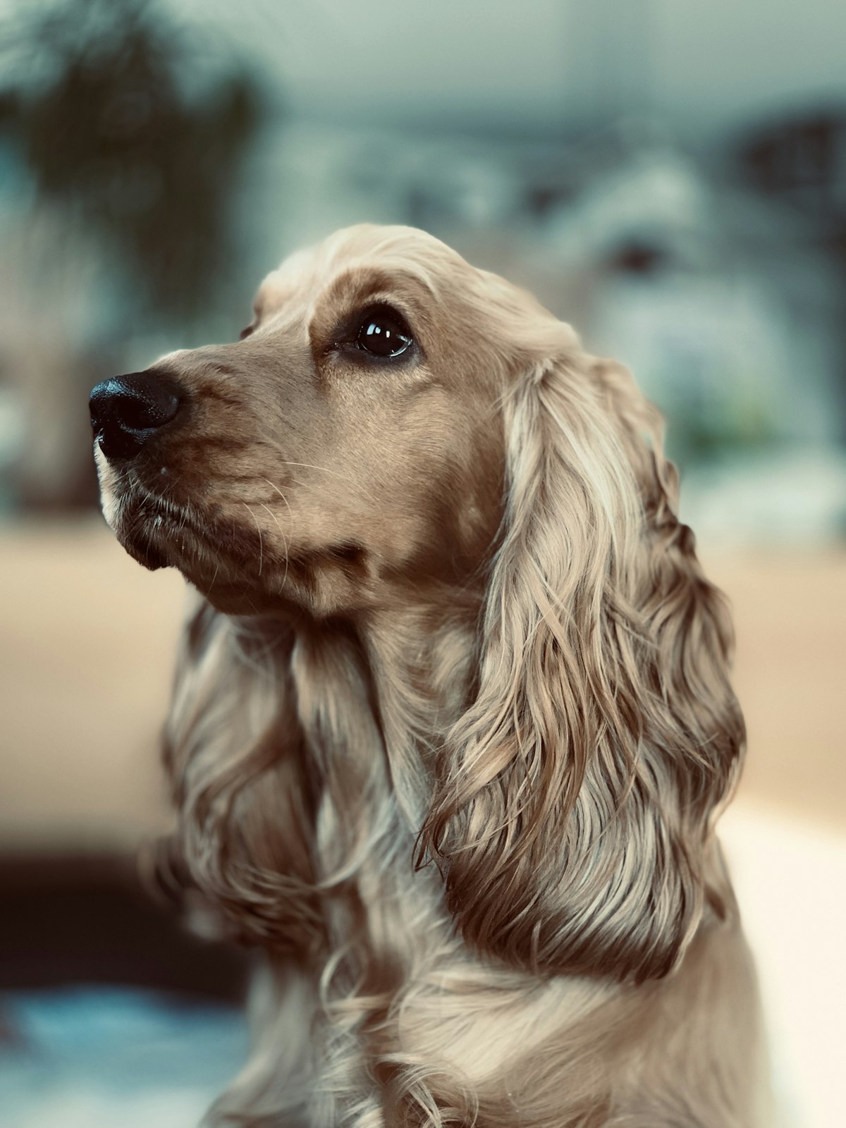 Cocker Spaniel