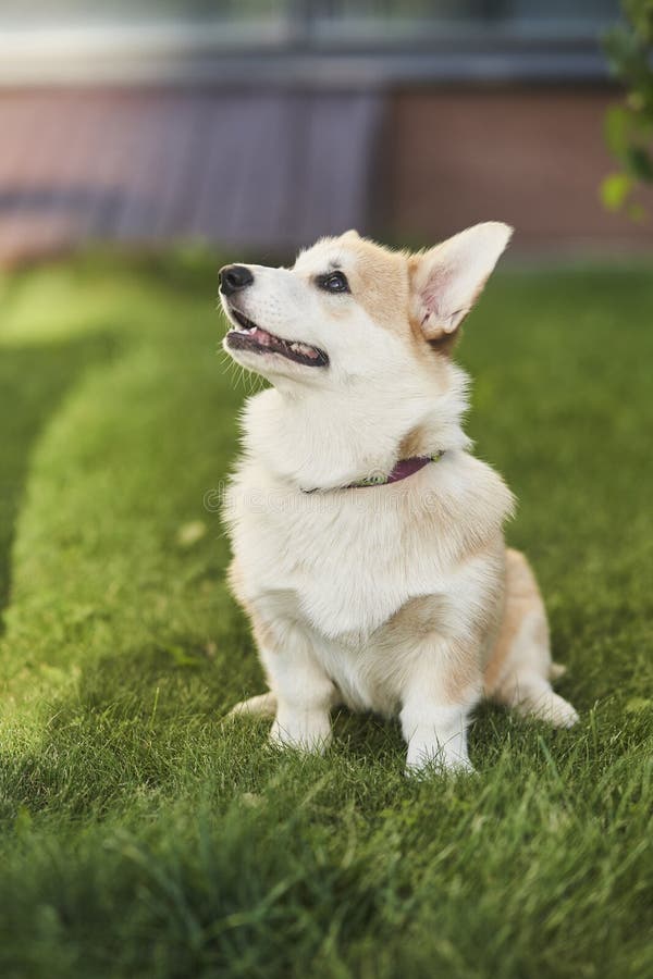 Pembroke Welsh Corgi
