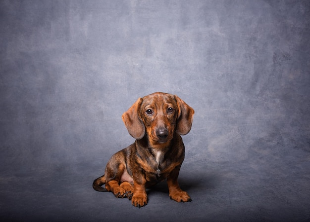 Dachshund