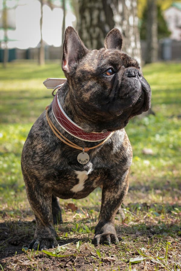 French Bulldog