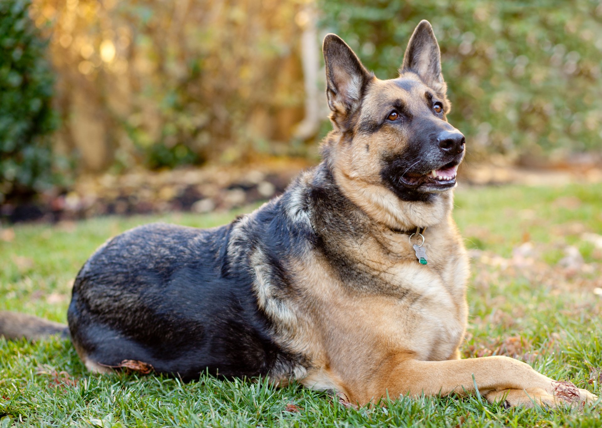 German Shepherd
