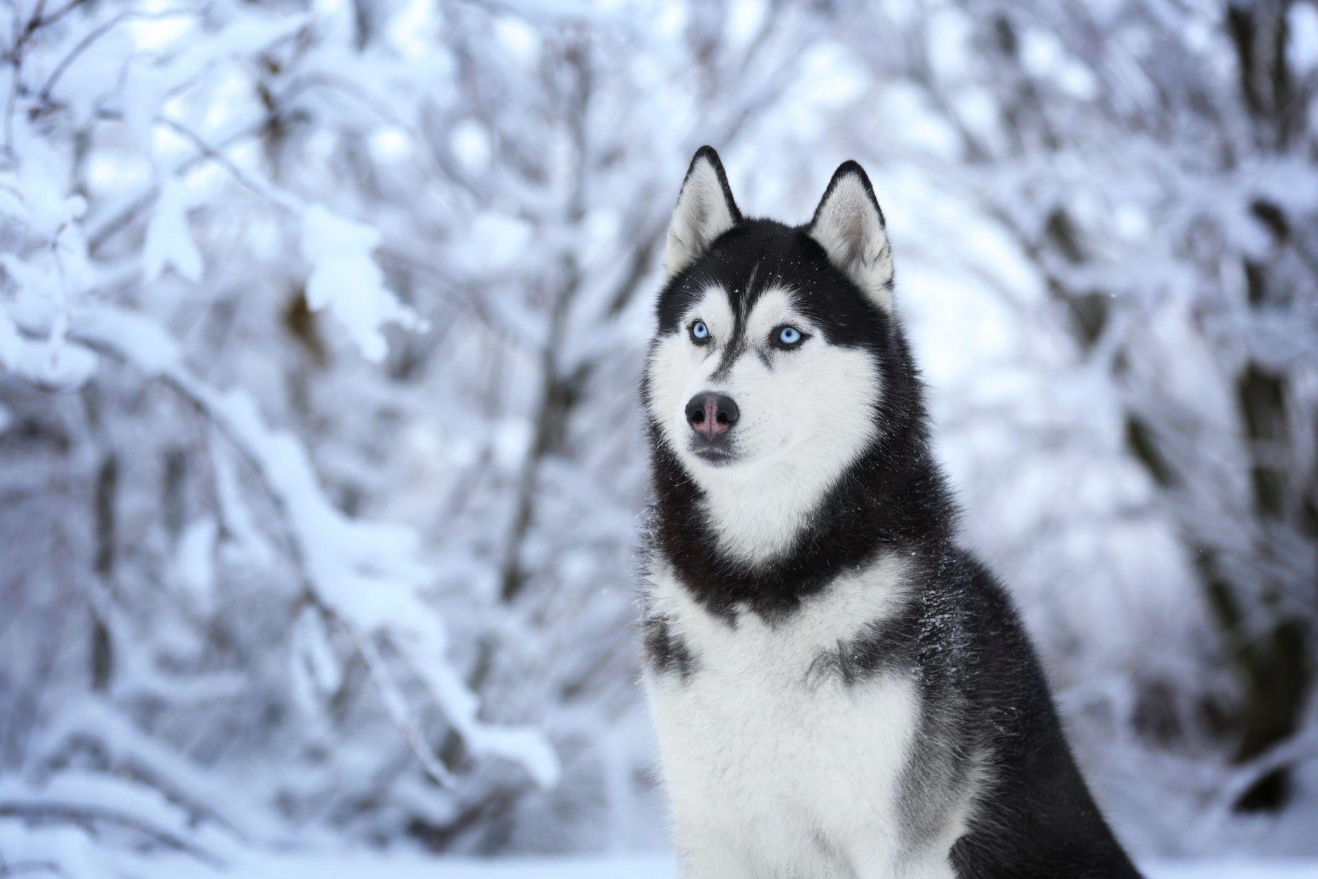 Siberian Husky